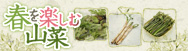 春を楽しむ山菜