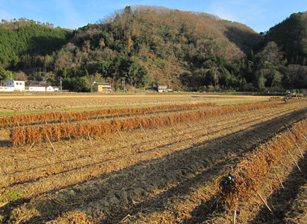 作州黒の収穫
