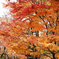 秋の紅葉の写真