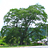 横川のムクの木