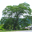 横川のムクの木の写真