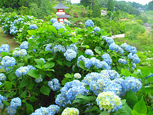 大聖寺（あじさい寺）