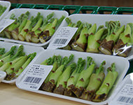 直売所の様子（タラの芽）
